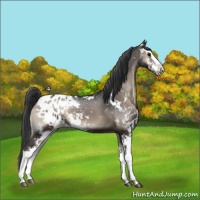 Horse Color:Blue Onyx Sabino Snowflake Varnish 