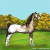 Horse Color:Red Onyx Sabino Snowflake Varnish