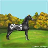 Horse Color:Black Sabino Appaloosa Rabicano
