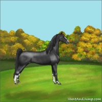 Horse Color:Black Sabino Appaloosa Rabicano
