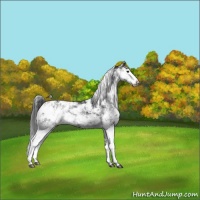 Horse Color:Black Sabino Appaloosa Rabicano 