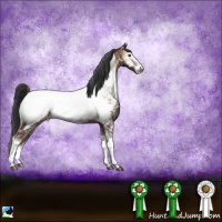 Horse Color:Liver Red Onyx Sabino Appaloosa Rabicano