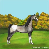 Horse Color:Blue Onyx Appaloosa Rabicano 