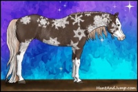 Horse Color:Liver Chestnut Ice Splash Rabicano 