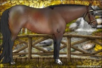 Horse Color:Brown Rabicano 