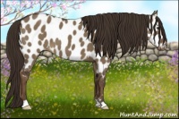 Horse Color:Liver Red Dun Appaloosa 
