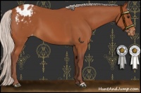 Horse Color:Chocolate Silver Bay Appaloosa 