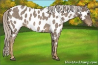 Horse Color:Chocolate Palomino Roan Appaloosa 