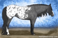 Horse Color:Blue Roan Appaloosa 