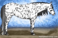 Horse Color:Blue Roan Near Leopard 