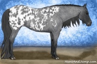 Horse Color:Blue Roan Appaloosa 