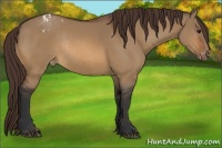 Horse Color:Bay Dun Appaloosa Rabicano 