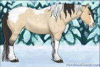 Horse Color:Buckskin Roan Dun Splash Tobiano 