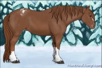 Horse Color:Chestnut Appaloosa 