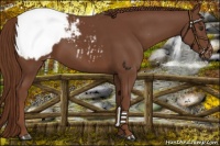 Horse Color:Chestnut Snowcap 