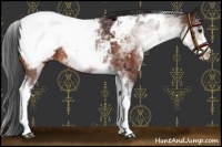 Horse Color:White Spotted Brown Appaloosa