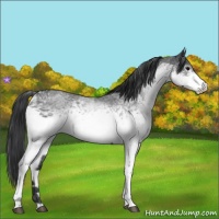 Horse Color:White Spotted Blue Roan 