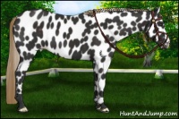 Horse Color:Liver Chestnut Appaloosa 