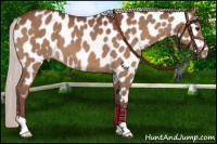 Horse Color:Chocolate Silver Bay Near Leopard 
