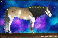 Horse Color:Buckskin Splash 