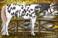 Horse Color:Liver Red Roan Splash Appaloosa 