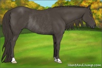 Horse Color:Smoky Black Rabicano 