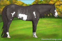 Horse Color:Smoky Black Frame Rabicano 