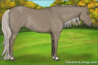 Horse Color:Silver Smoky Grullo Rabicano 