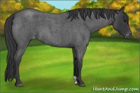 Horse Color:Blue Roan Varnish 