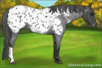 Horse Color:Blue Roan Near Leopard 