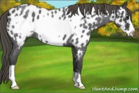 Horse Color:Smoky Blue Roan Frame Near Leopard 