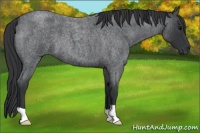 Horse Color:Blue Roan