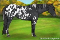 Horse Color:White Spotted Black Appaloosa 