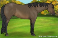 Horse Color:Brown Dun 
