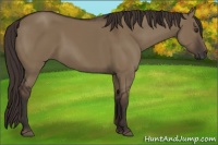Horse Color:Liver Red Dun 
