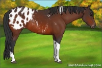 Horse Color:Bay Tobiano Appaloosa 