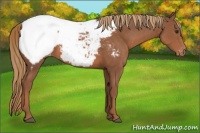 Horse Color:Chestnut Appaloosa