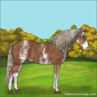 Horse Color:White Spotted Chestnut 