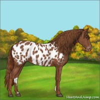 Horse Color:Chestnut Appaloosa