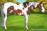 Horse Color:White Spotted Bay Splash Tobiano Appaloosa 