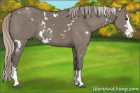 Horse Color:White Spotted Silver Grullo Splash 