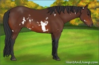 Horse Color:White Spotted Bay 