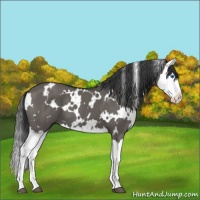 Horse Color:White Spotted Grullo Splash 