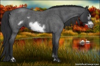 Horse Color:Blue Roan Sabino Frame 