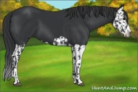 Horse Color:Black and Black Splash
