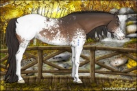 Horse Color:White Spotted Buckskin Appaloosa 