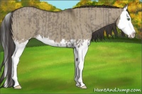 Horse Color:Smoky Grullo Splash  and Smoky Grullo Splash 