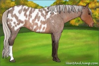 Horse Color:Silver Brown Roan Appaloosa 