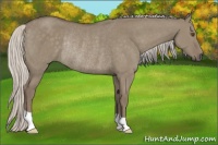 Horse Color:Silver Smoky Grullo Rabicano 