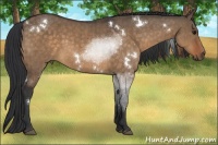 Horse Color:White Spotted Brown Dun Sabino Brindle